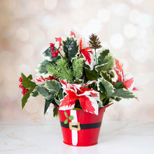 Load image into Gallery viewer, Poinsettias in a Santa Bucket
